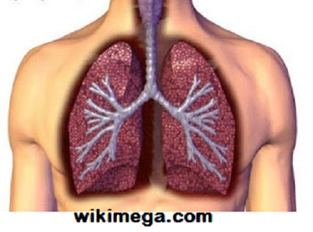 Best Herbs for Lung Cleansing, human lung photo, best foto of human lung